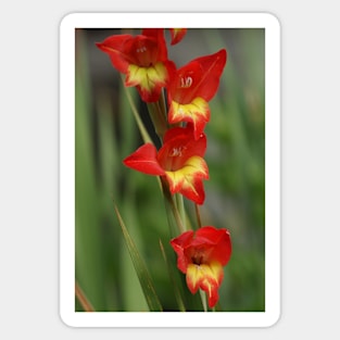 Gladioli Sticker